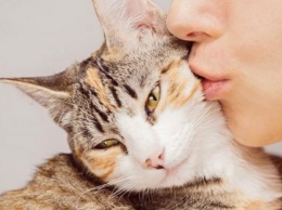 Целуя кошку, человек может подхватить серьезное заболевание
