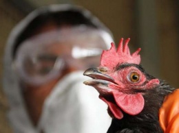 В Николаевской области вспышка птичьего гриппа