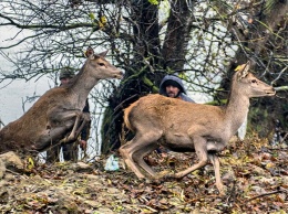 Новая жизнь: в Одесской области выпустили оленей и ланей