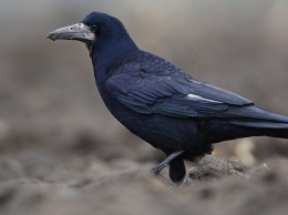 В Запорожье дети подстрелили необычную синюю птицу - фото