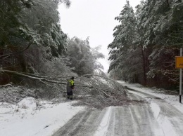 В Черниговской области непогода повалила на дороги 200 деревьев