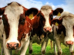 За содержание коров фермерские хозяйства получили 35 миллионов