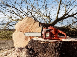 Глава Минэкологии оценил незаконный оборот древесины в 5 млрд грн ежегодно