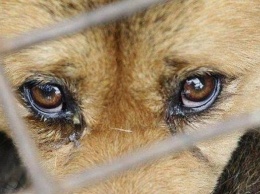 Живодера на Львовщине будут судить за привязанную к автомобилю собаку (ФОТО)