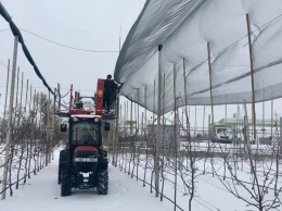 Новые технологии: на агропредприятии Днепропетровщины яблони укрыли навесом