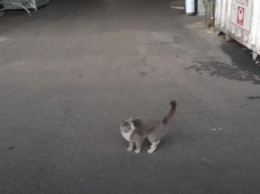 Из Одессы в Хайфу: в контейнере с конфетами ручной работы нашли кошку