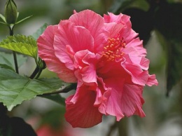 Почему китайскую розу считают "цветком смерти"