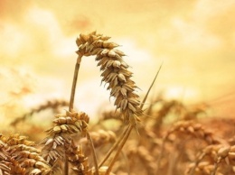 Украина стала вторым в мире экспортером зерна