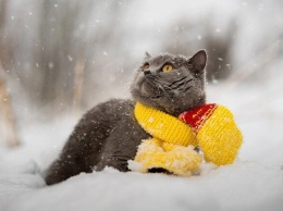 Будет много снега: прогноз погоды в Киеве на февраль