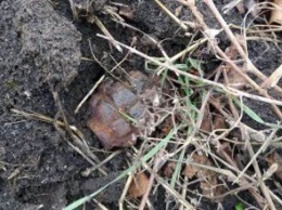 В Днепропетровской области металлоискатель наткнулся на противопехотную гранату