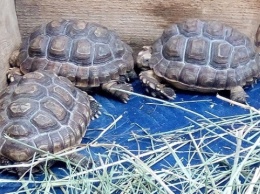В Винницком зоопарке появились редкие черепахи