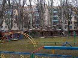 В Никополе на территорию детского сада № 36 упало дерево