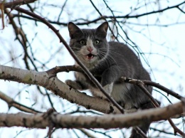 В Никополе смельчак забрался на высокое дерево, чтобы спасти кошку