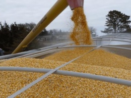 Украина может получить рекордную выручку од экспорта зерна при меньших поставках -эксперт