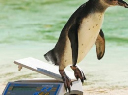 Работа мечты: смешное видео со взвешиванием пингвинов в зоопарке покорило сеть