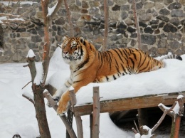 Радуются зиме: как животные зоопарка наслаждаются снежной погодой