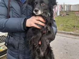 Волонтеры Никополя спасли собаку, которую избивала клюкой бабушка-одуванчик