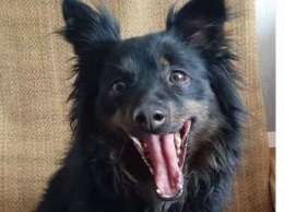 Выгнали родственники: в Киеве ищут новый дом для собаки умершего ветерана АТО