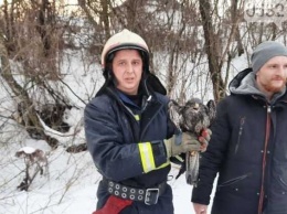 На Полтавщине спасатели вытащили из колодца обмороженную птицу