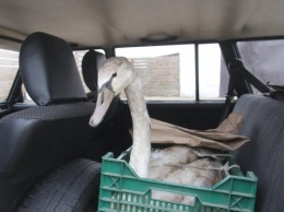 Мелитополец спас молодого лебедя от верной гибели (ФОТО)