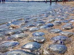 Отдых на Азовском море: исчезнут ли медузы в этом году