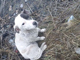 Голодный и искусанный псами: потерявшийся щенок вернулся к хозяину благодаря посту в Соцсетях