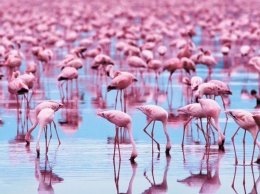 Редкое зрелище. Розовые фламинго превратили озеро Индии в розовое море (ВИДЕО)