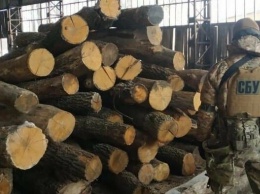 СБУ разоблачила масштабную схему хищения десятков миллионов гривен в лесхозах