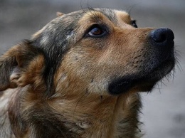 С начала года волонтеры Никополя нашли дом для 126 бездомных собак