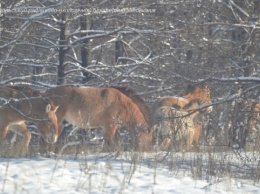 Копытные в Чернобыльском заповеднике хорошо пережили зиму