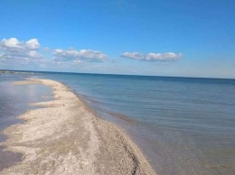 В Кирилловке на центральном пляже появились лебеди: фото