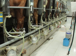 В Крыму на 6,4% увеличился показатель суточного валового производства молока