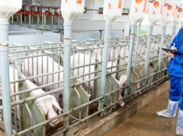 В Евросоюзе дешевле. Как украинские свиноводы проигрывают импортерам войну за потребителя