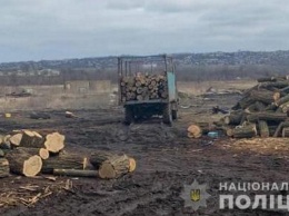 На Днепропетровщине банда "черных лесорубов" нанесла ущерб государству на миллионы гривен