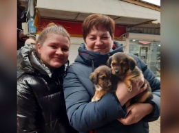 В Никополе за неделю волонтеры нашли семьи для 12 бездомных собак