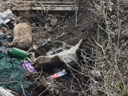 Свиньи бегают по трупам: под Киевом заметили огромную свалку, видео