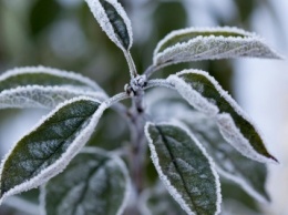 Заморозки нанесли серьезный ущерб садоводам Западной Европы