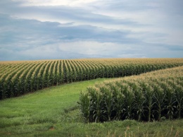 Минагрополитики предлагает снизить ставку НДС до 14% на все виды сельхозпродукции