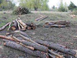 На Днепропетровщине возобновляет работу особая группа по выявлению «черных» дровосеков