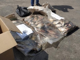 Под Харьковом браконьер наловил больше 250 килограммов рыбы