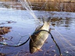 В Запорожской области поймали браконьера с 25 килограммами рыбы
