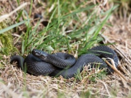 В Запорожье доставили ребенка, которого укусила ядовитая змея: подробности