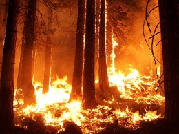 В Украине высший уровень пожарной опасности: спасатели призывают не разводить костры