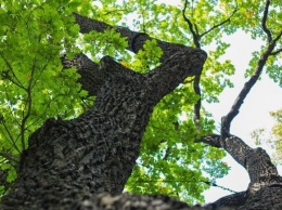 Дуб и катальпа: в Киеве два дерева получили статус ботанических памятников