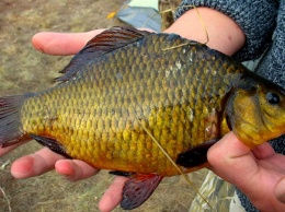 На Оскольском водохранилище выловили краснокнижных рыб