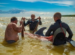 На лимане под Станиславом спасли дельфина