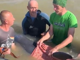 Полицейские с отдыхающими спасли дельфина