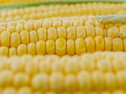 В мире ожидается рекордный урожай кукурузы