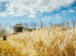 Украина производит в три раза больше зерна, чем способна потребить самостоятельно - УЗА