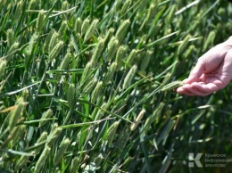 Аграрии Крыма получили почти миллиард рублей господдержки за полгода
